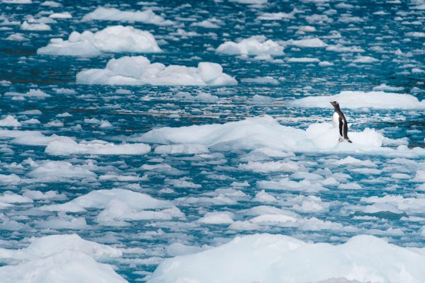 Lost on the ice by Philip Field