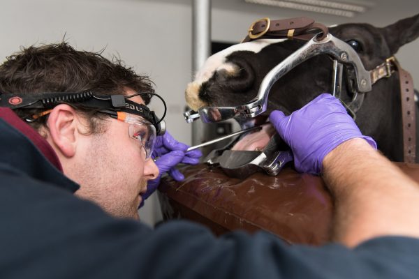 Buckingham Equine Vets