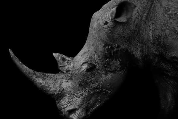 Prehistoric beauty - White rhino, South Africa