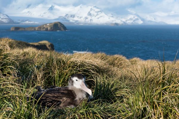Wandering Albatross chick, South Georgia