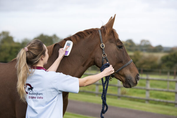 Veterinary Photography for Buckingham Equine Vets