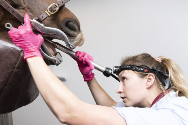 Veterinary Photography for Buckingham Equine Vets